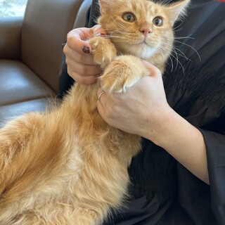 可愛いちゃとらの男の子