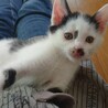 1ヶ月半の男の子「リルくん」 サムネイル5