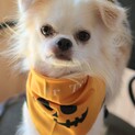 Mix犬　シーマくん　里親様募集☆