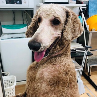 【一旦受付終了】スタンダードプードルの男の子 