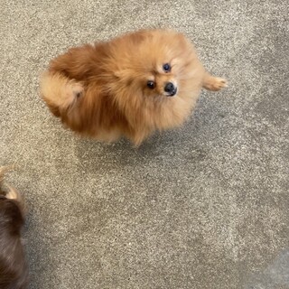 ポメラニアン女の子(訂正後)