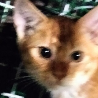 茶トラ女の子3か月　人なれ猫なれゴロゴロ抱っこ可。