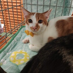 第182回　にゃん☆ぴーす猫譲渡会