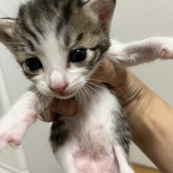 第182回　にゃん☆ぴーす猫譲渡会 サムネイル2