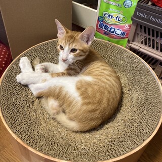 終生飼える方求む