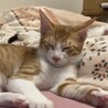 終生飼える方求む サムネイル2