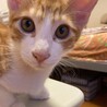 終生飼える方求む サムネイル3