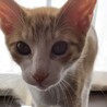終生飼える方求む サムネイル4