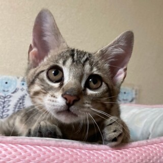 10/30荒川区譲渡会　　サックス君　３ヶ月