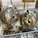 デグー7匹の里親募集