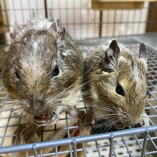 デグー7匹の里親募集