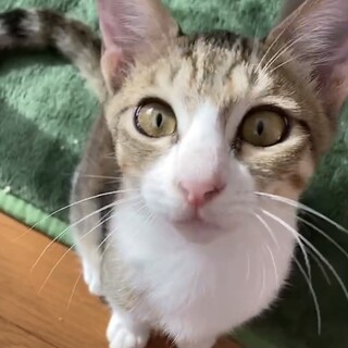 終生飼える方求む