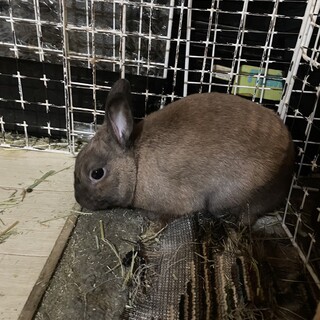 引っ越す都合で早めに引き取り来れる方を優先致します