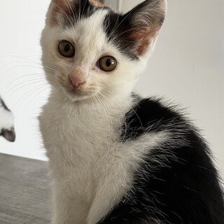 8月20日産まれ、里親様をさがしています。