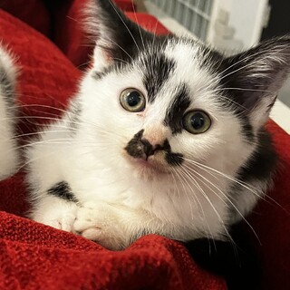 8月20日に産まれました、家族にして下さい。