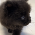 ふわふわ黒猫です、家族にして下さい。