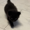 ふわふわ黒猫です、家族にして下さい。 サムネイル2