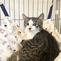 キジ白君11/27、保護猫譲渡会に参加❗️