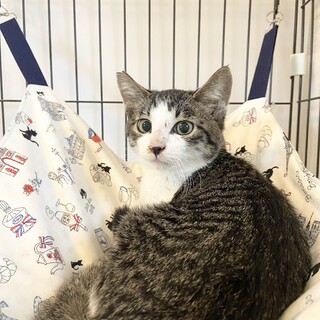 キジ白君11/27、保護猫譲渡会に参加❗️