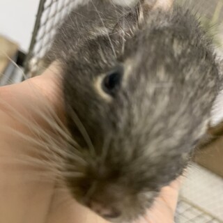 引越しに伴い デグー里親募集