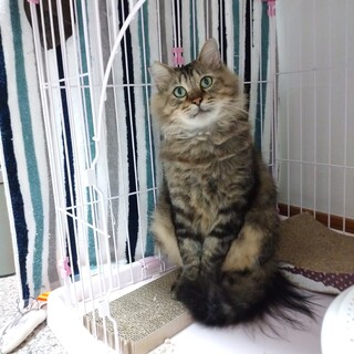 大人しいキジ長毛男子【おこげ】