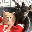 お目目まん丸の子猫です