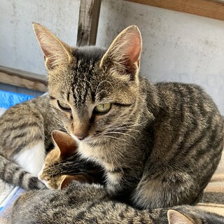 キジトラ／女の子／5ヶ月位