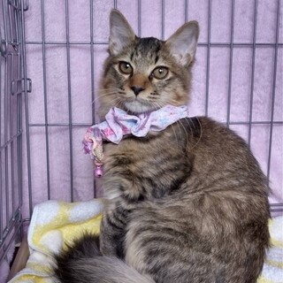  秦野市③キジ長毛のモカ君