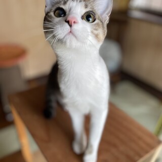 スリゴロ甘えん坊☆あすかちゃん☆