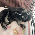ぽめ柴【ぽにょ】ちゃん