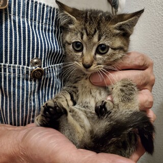 11/6ポンちゃん譲渡決定、有り難うございました。