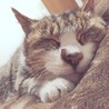 ぺこぽこみるく