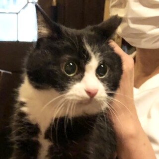 小柄な可愛子ちゃん、お見合い可能です！