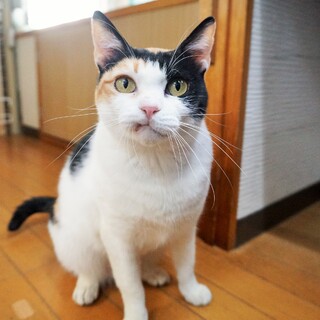 ツンデレ感がたまらない！三毛猫さん※りんご猫※