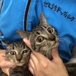 保護犬猫の譲渡会 in せとうちドッグパーク