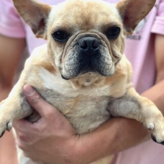 フレブル嬢♪　とっても可愛い小ぶりです！！