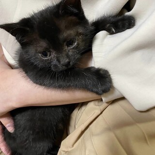 まっくろフワフワのこねこちゃん♡