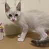 青い目のシャム太郎 サムネイル2