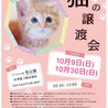 青い目のシャム太郎 サムネイル4