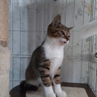 里親さん決まりましたキジシロ・真っ白２匹