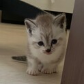 ホワイトタイガーみたいな子猫ちゃん