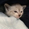 ホワイトタイガーみたいな子猫ちゃん サムネイル2