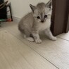 ホワイトタイガーみたいな子猫ちゃん サムネイル4