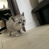 ホワイトタイガーみたいな子猫ちゃん サムネイル6
