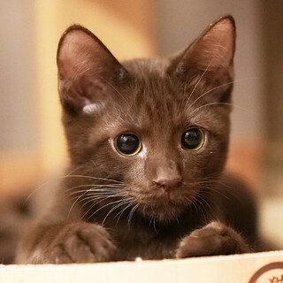 激レア毛色！イケメン甘えん坊男子♪