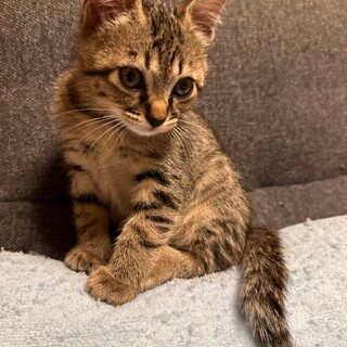 可愛いキジトラちゃん