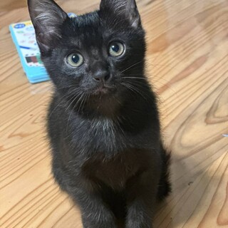 可愛い黒猫くん
