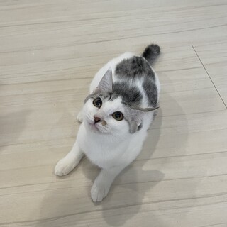 ヤンチャ6兄弟① 白とグレーが魅力☆