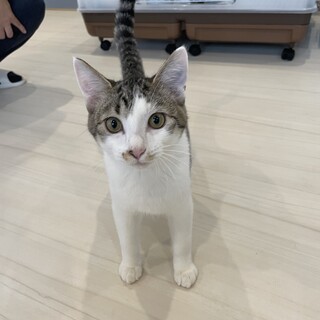 ヤンチャ6兄弟② 長ーい尻尾が可愛い☆