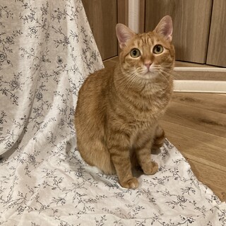 【12/11,18譲渡会参加】茶トラ女子ニーナ